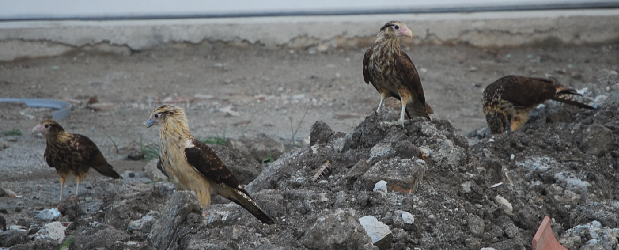 Yellow Headed Caracara